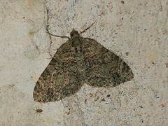 Hammaptera parinotata