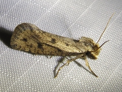 Acrolophus mortipennella
