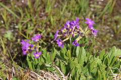 Primula auriculata