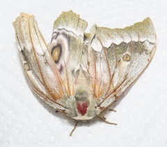 Gonimbrasia zambesina