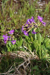 Primula auriculata