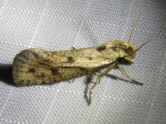 Acrolophus mortipennella