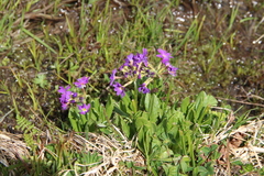 Primula auriculata