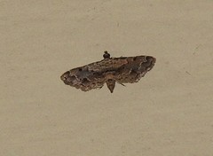 Sufetula sunidesalis