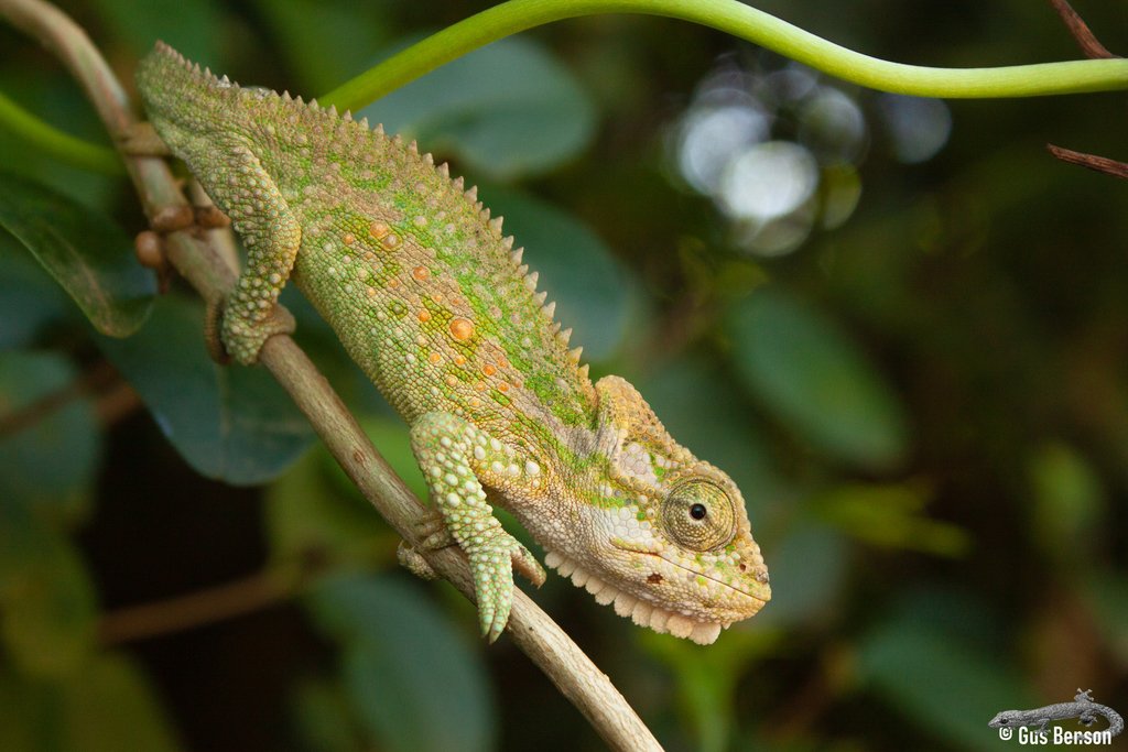 Natal Midlands Dwarf Chameleon