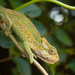 Natal Midland Dwarf Chamaeleon - Photo (c) Gus Benson, some rights reserved (CC BY-NC), uploaded by Gus Benson