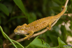 Bradypodion thamnobates