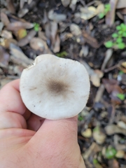 Pluteus brunneidiscus