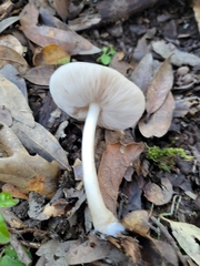 Pluteus brunneidiscus