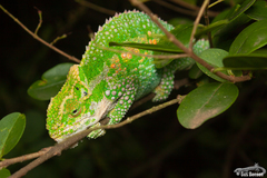 Bradypodion thamnobates