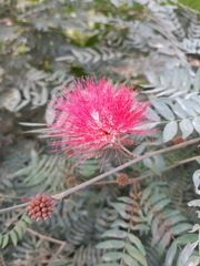 Calliandra