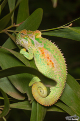 Bradypodion thamnobates