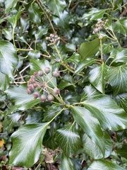 Hedera helix