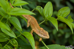 Bradypodion thamnobates