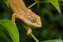 Bradypodion thamnobates