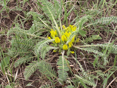 Astragalus andaulgensis