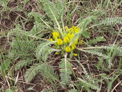 Astragalus andaulgensis