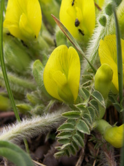Astragalus andaulgensis