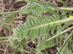 Astragalus andaulgensis