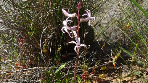 Image of Cyphia incisa by (c) Paul Emms, some rights reserved (CC BY-SA)