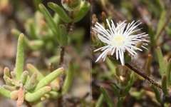 Drosanthemum calycinum