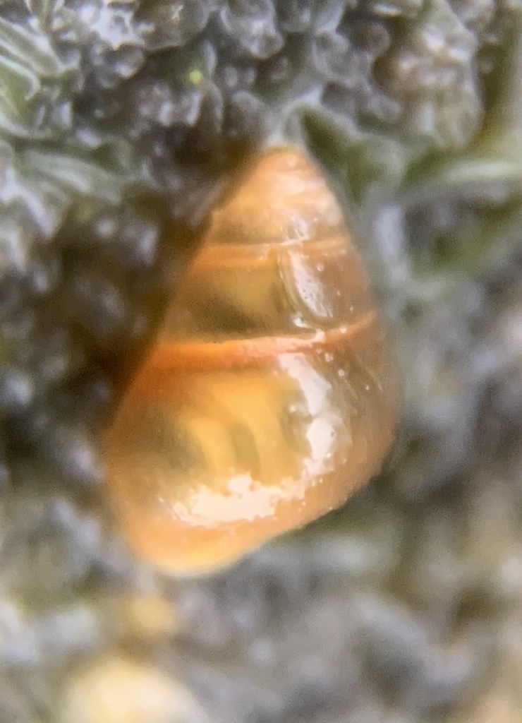 Atlantic Assiminea