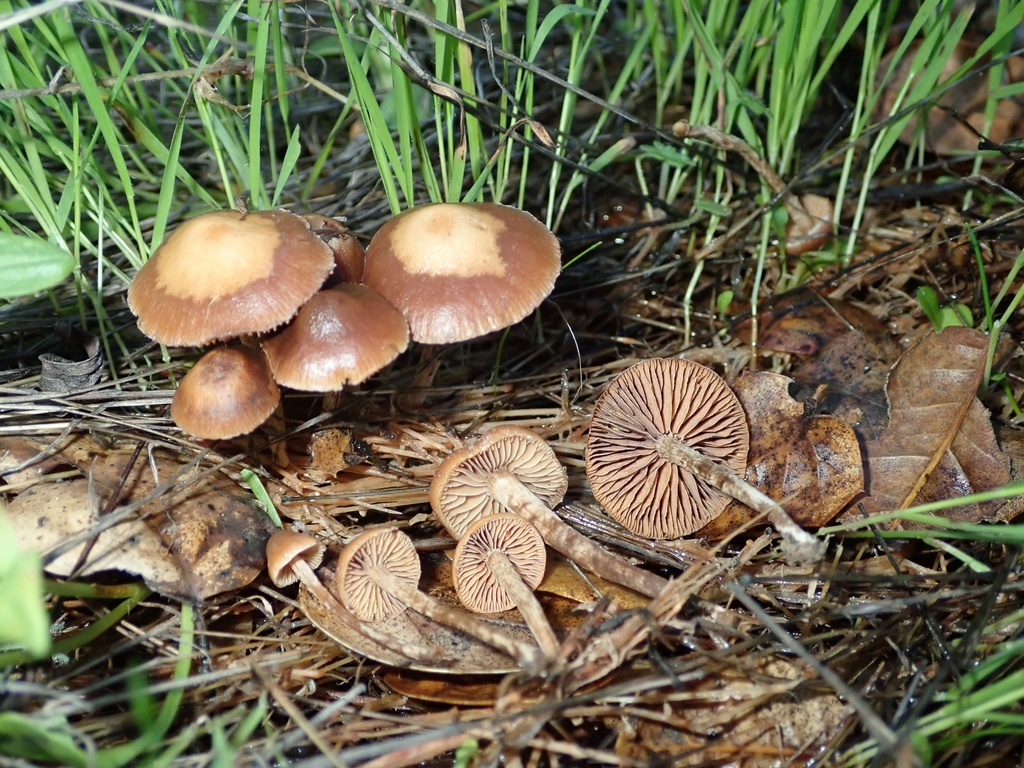 Deconica from Santa Rosa, CA 95404, USA on December 10, 2021 at 03:20 ...