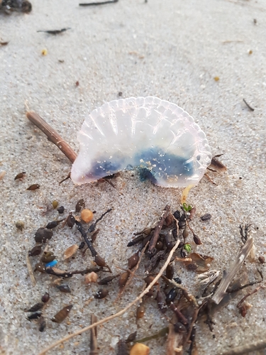 photo of Portuguese Man O' War (Physalia physalis)