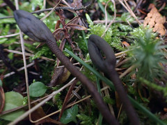 Geoglossum fallax