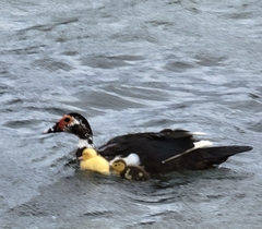 Cairina moschata domestica