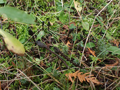 Geoglossum fallax