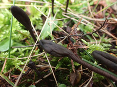 Geoglossum fallax