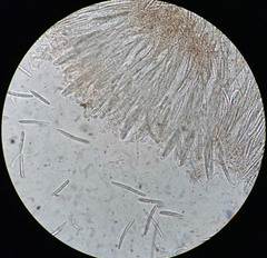 Geoglossum fallax