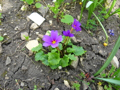 Primula juliae