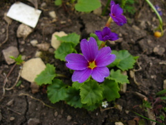 Primula juliae