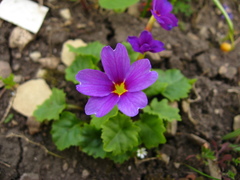 Primula juliae