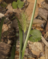 Carex erinacea