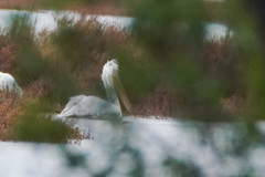 Pelecanus crispus