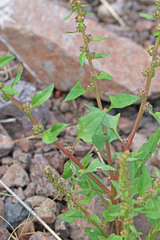 Blitum nuttallianum