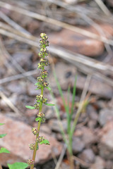 Blitum nuttallianum