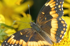 Chlosyne californica