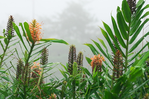 Hedychium coccineum