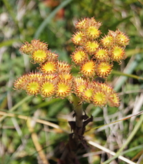 Sempervivum wulfenii