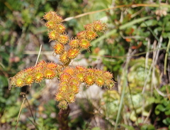 Sempervivum wulfenii