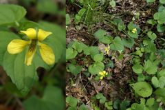 Viola eriocarpa