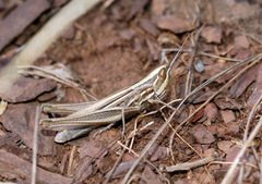 Euchorthippus pulvinatus