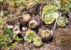 Sempervivum wulfenii