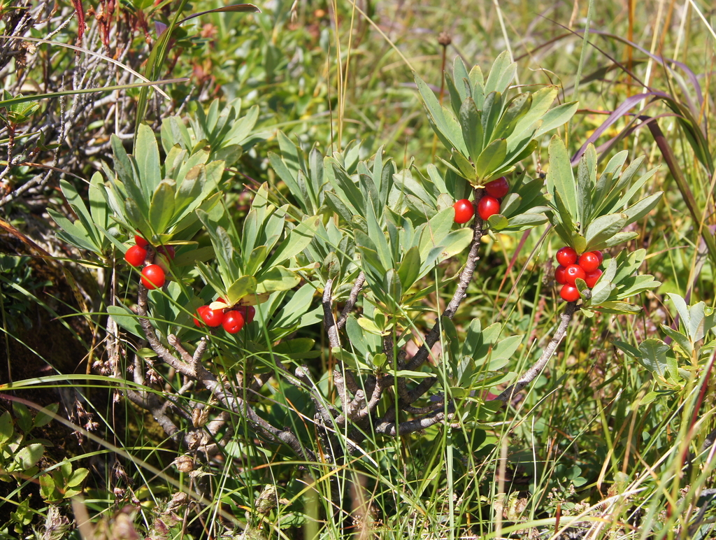Daphne mezereum, Sankt Johann im Pongau, Salzburg, Austria, by wolfgangbacher