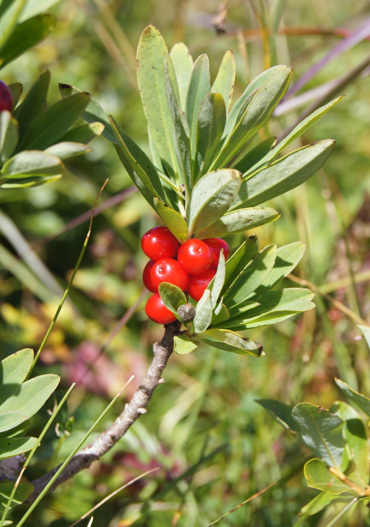 Daphne mezereum, Sankt Johann im Pongau, Salzburg, Austria, by wolfgangbacher