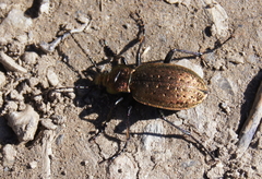 Carabus sylvestris